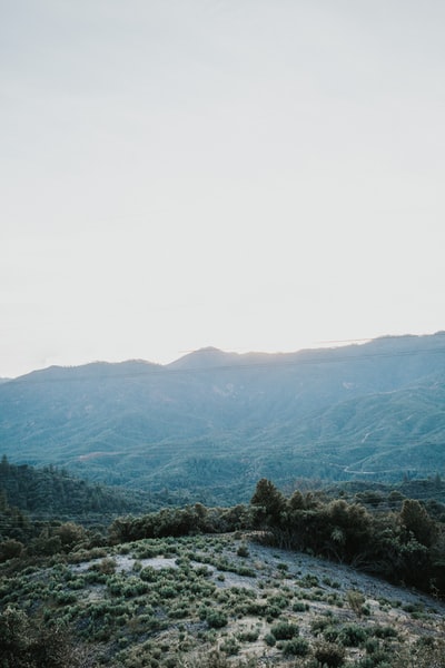 白天山上的绿树